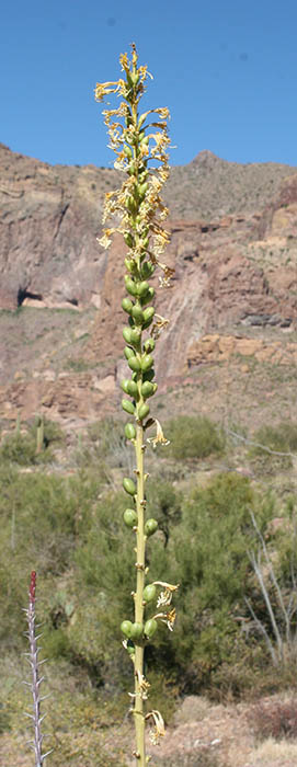  Agave schottii